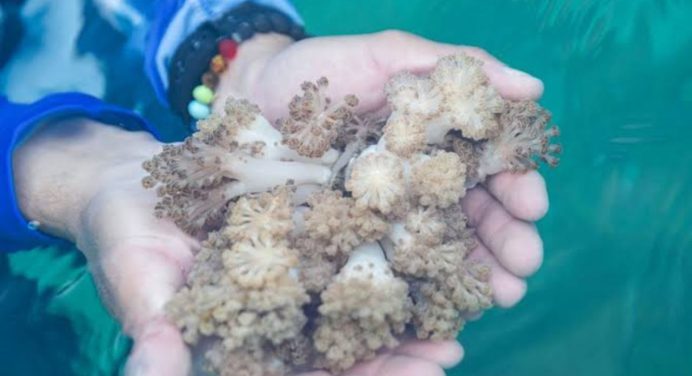 Venezuela y FAO se unen en la lucha contra coral invasor en el Caribe