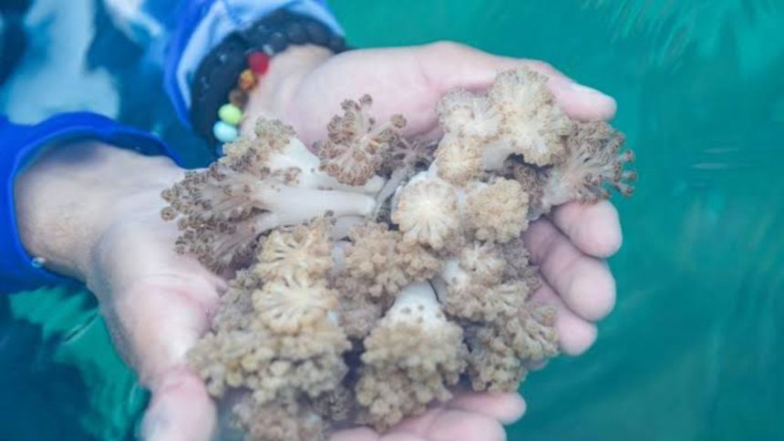 Coral invasor