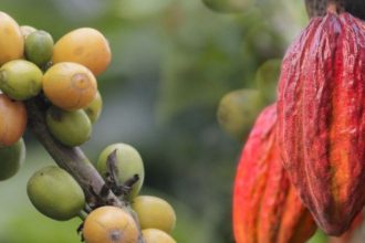 Ley del Cacao