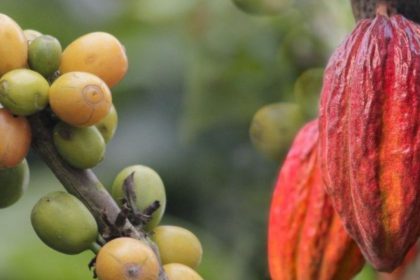 Ley del Cacao