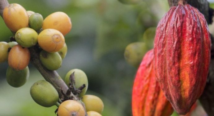 AN estará aprobando entre junio y julio los proyectos de Ley del Cacao y del Café