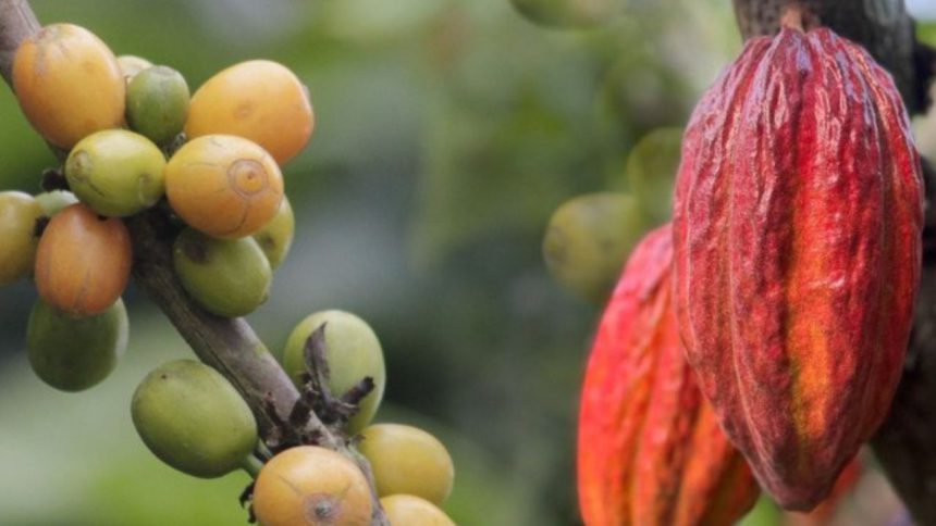 Ley del Cacao