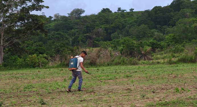 Inicia la fase de germinación del maíz amarillo en el estado Monagas