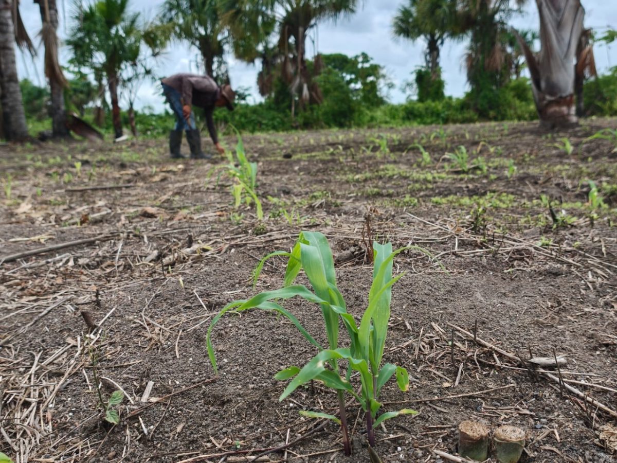 Inicia la fase de germinación del maíz amarillo en el estado Monagas 2 maiz2 2