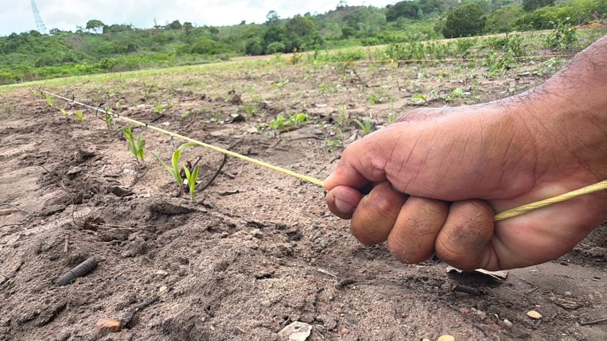 Inicia la fase de germinación del maíz amarillo en el estado Monagas 3 maiz3 2