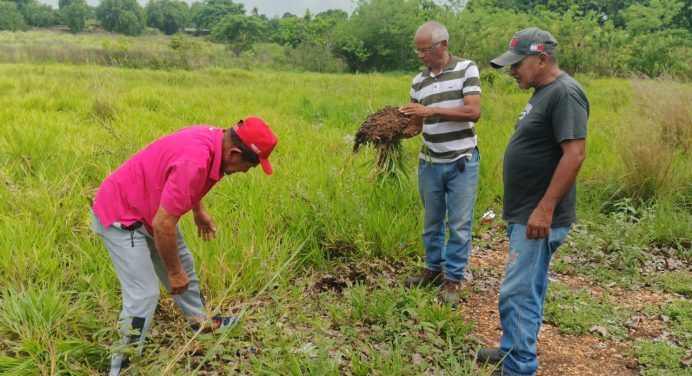 Sembrarán 300 matas de plátano en el liceo Benjamín Briceño Marten