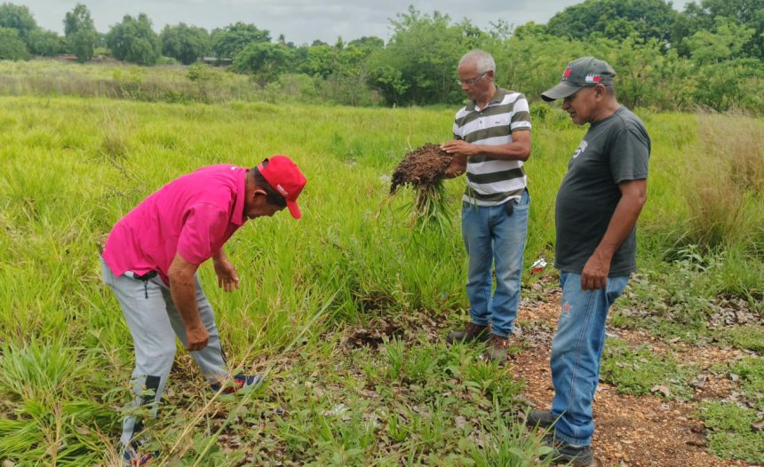 plátano