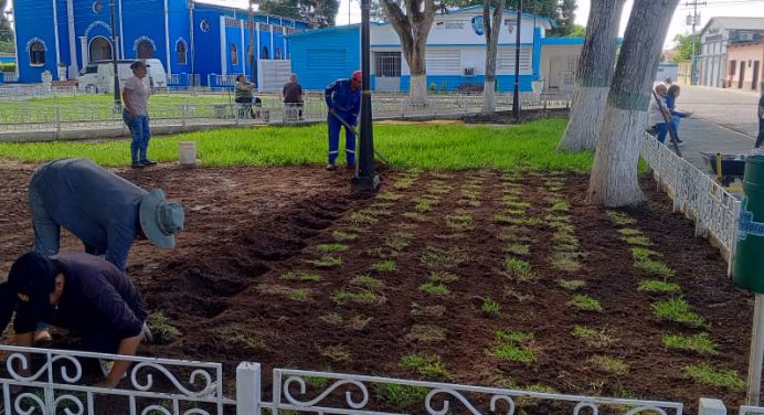 Alcaldesa León emprende proyecto de reforestación en plaza Bolívar de Santa Bárbara