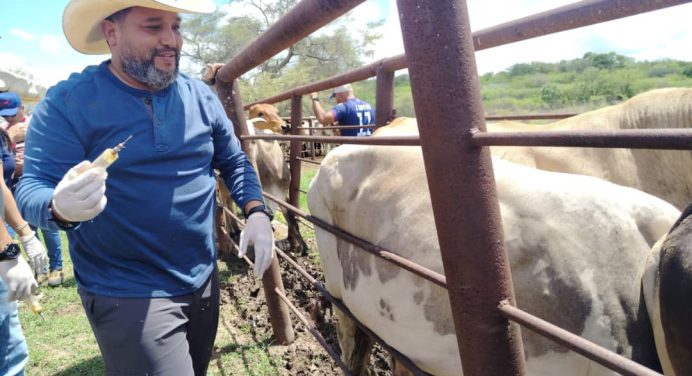 Distribuyen 3 mil vacunas contra la fiebre aftosa en el municipio Cedeño