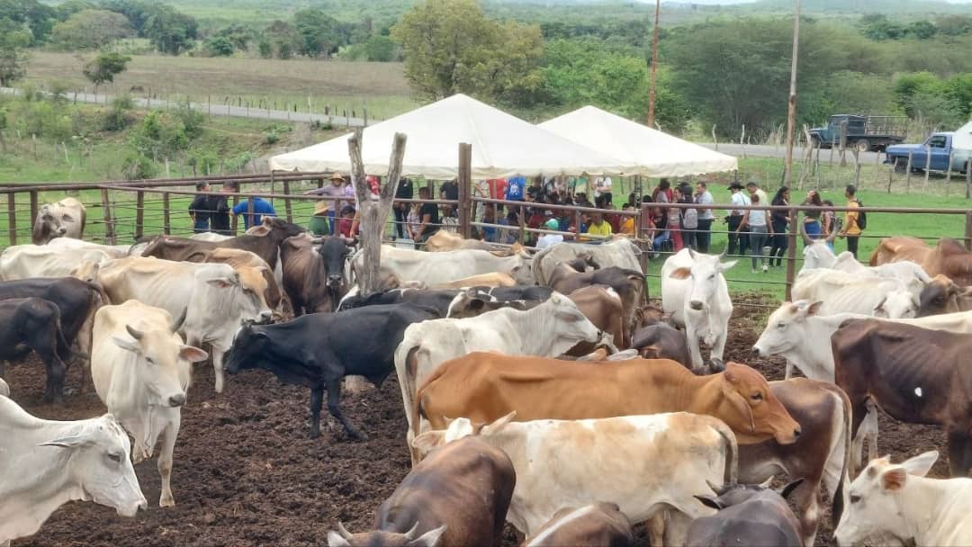 Distribuyen 3 mil vacunas contra la fiebre aftosa en el municipio Cedeño 2 vacuna2