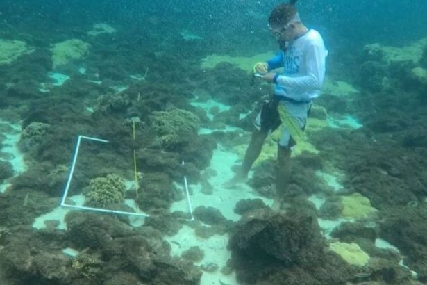 coral invasor