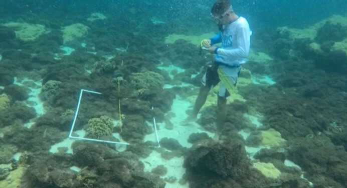 Especialistas buscan erradicar la propagación de coral invasor en Mochima