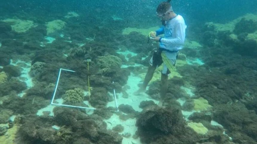 Especialistas buscan erradicar la propagación de coral invasor en Mochima 1 coral invasor