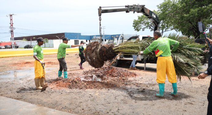 Inició programa de reforestación con palmas datileras en la Avenida Libertador