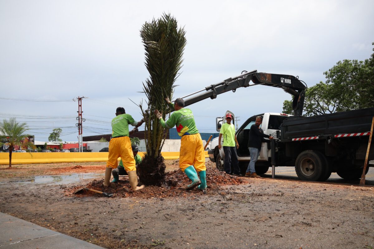 Inició programa de reforestación con palmas datileras en la Avenida Libertador 2 palmas2