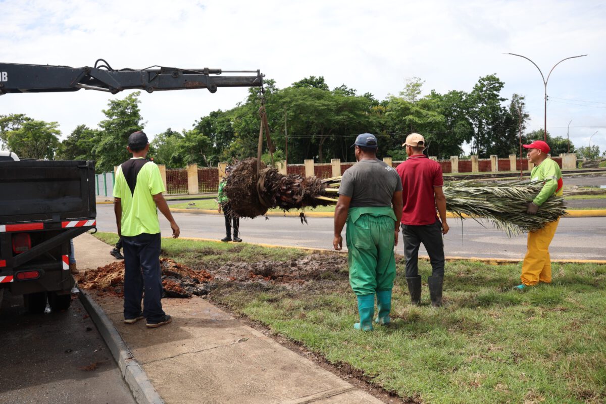 Inició programa de reforestación con palmas datileras en la Avenida Libertador 3 palmas3