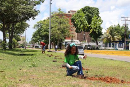 reforestación