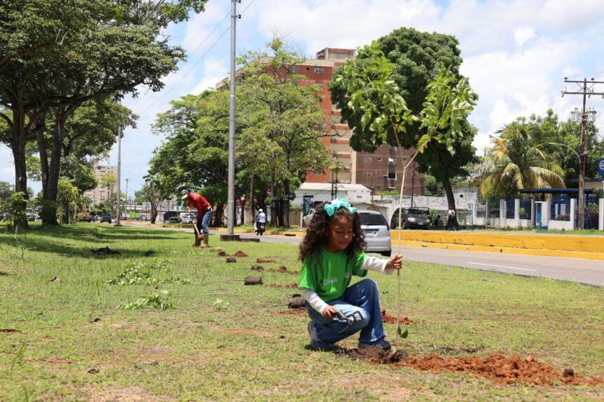 reforestación