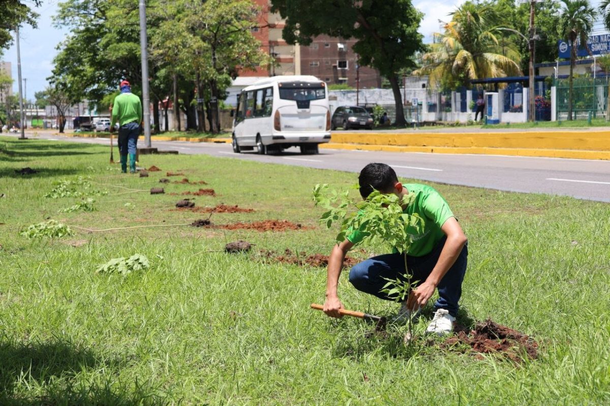 reforestacion3