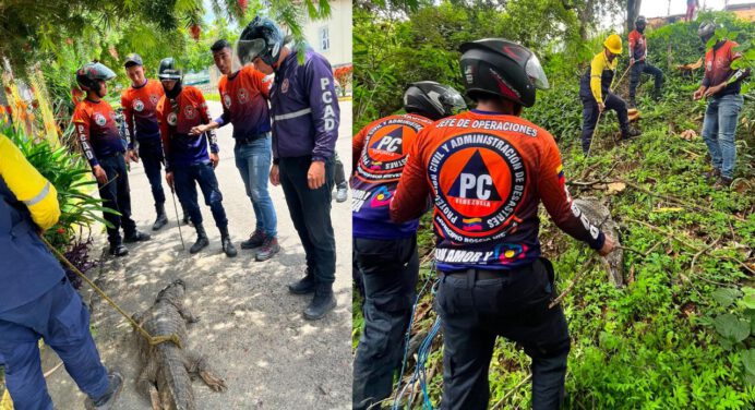 Un caimán es capturado cerca de una escuela en Guárico