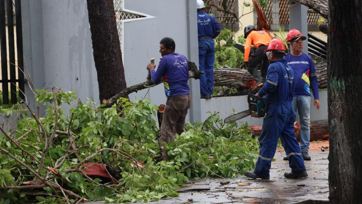 Alcaldía despliega respuesta inmediata tras caída de árboles por fuertes lluvias 2 PC1