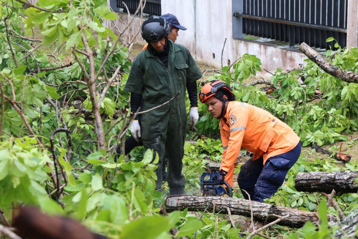 Alcaldía despliega respuesta inmediata tras caída de árboles por fuertes lluvias 3 PC2