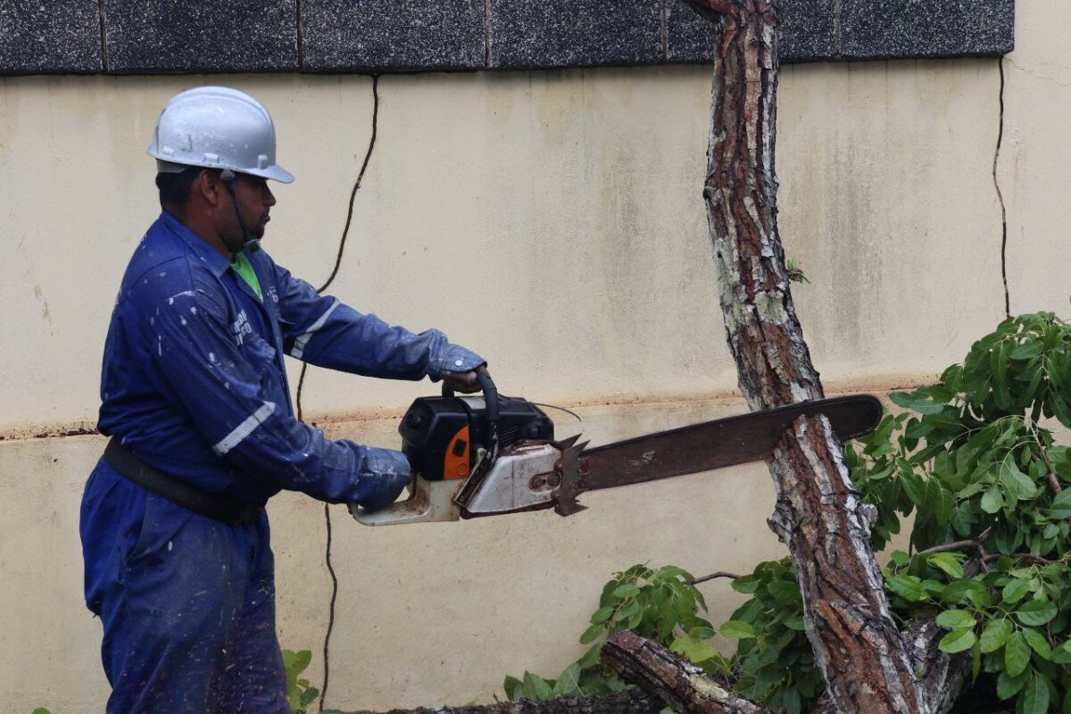 Alcaldía despliega respuesta inmediata tras caída de árboles por fuertes lluvias 4 PC3
