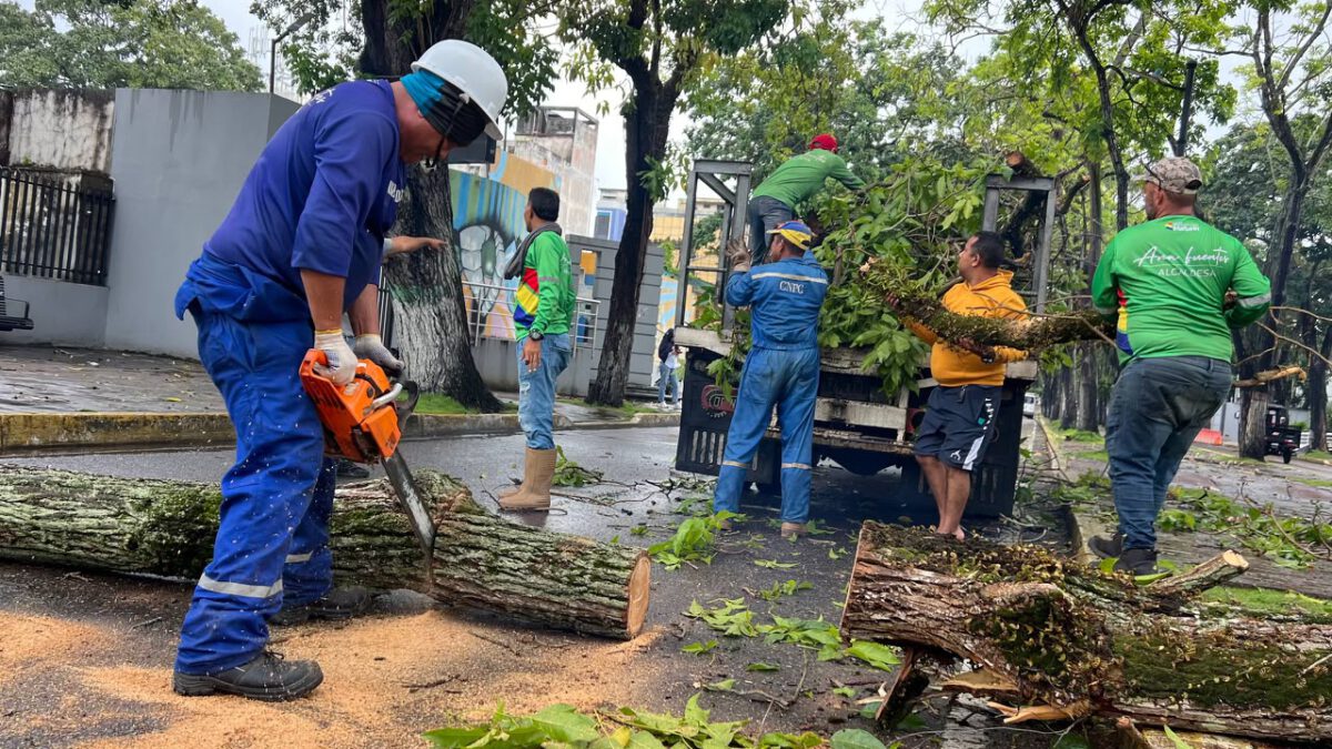 Alcaldía despliega respuesta inmediata tras caída de árboles por fuertes lluvias 5 PC4