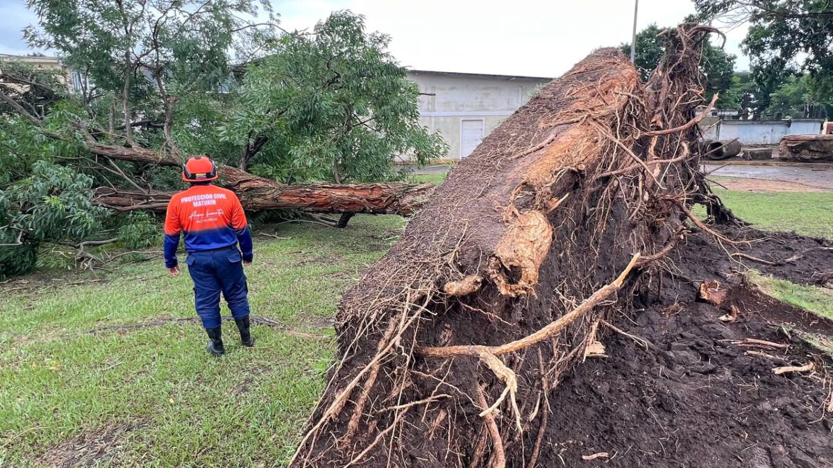 Alcaldía despliega respuesta inmediata tras caída de árboles por fuertes lluvias 6 PCAD5