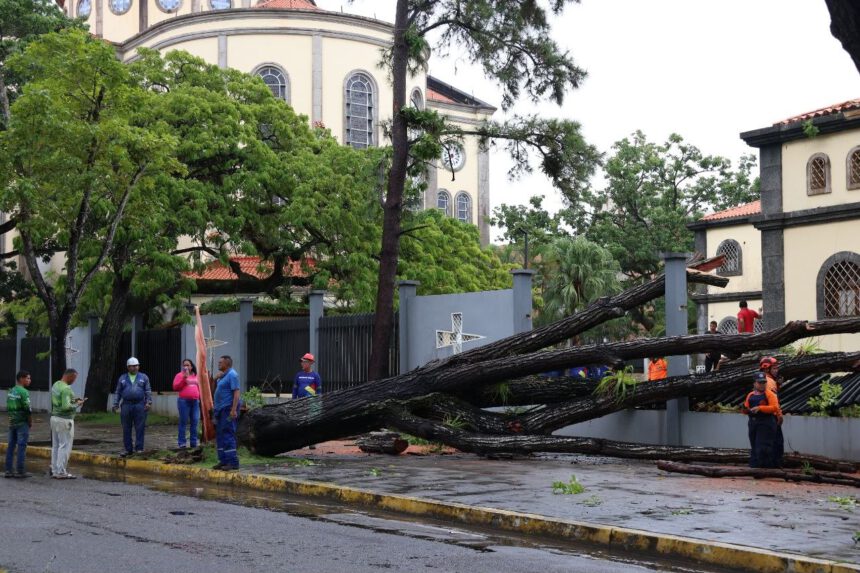 Alcaldía despliega respuesta inmediata tras caída de árboles por fuertes lluvias 1 PCAD