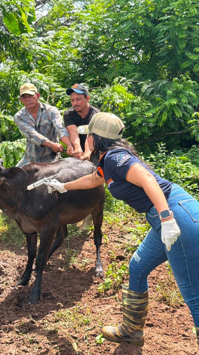 Realizan jornada sanitaria e inscripción en el Sigesai para productores en Cedeño 3 aftosa3