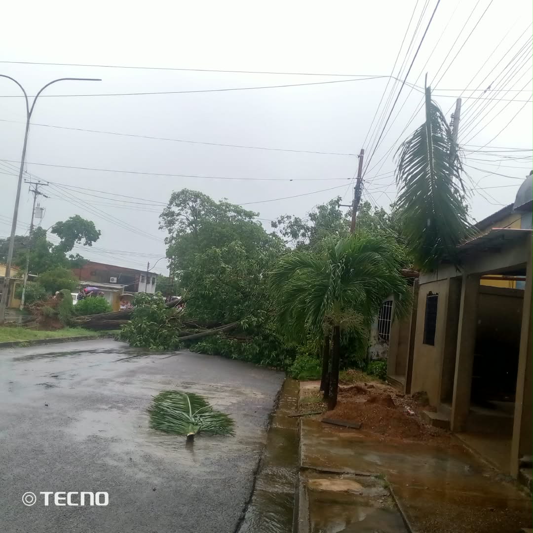 arbol