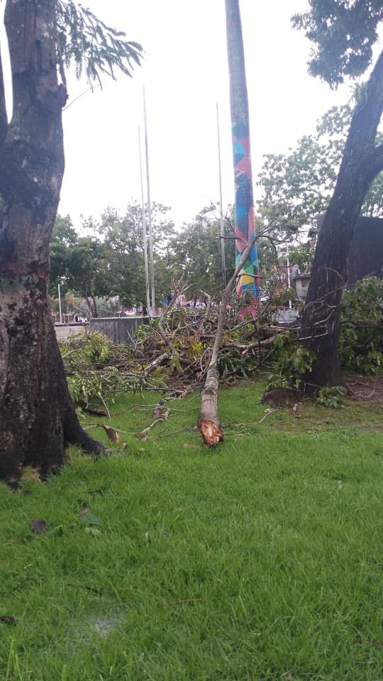 arbol2