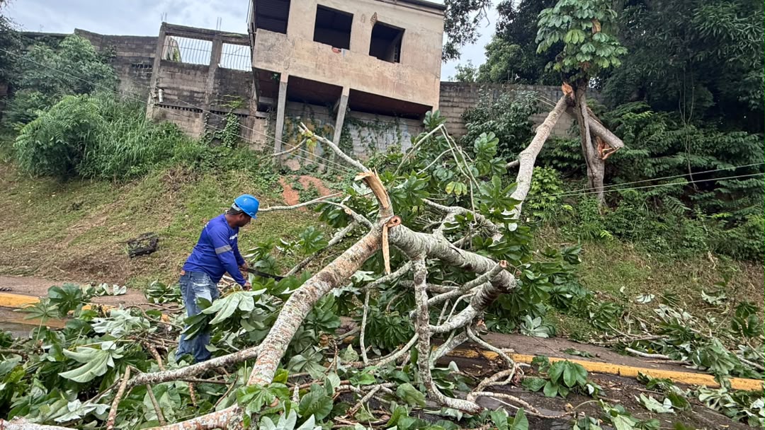 Alcaldía despliega respuesta inmediata tras caída de árboles por fuertes lluvias 7 arboles44