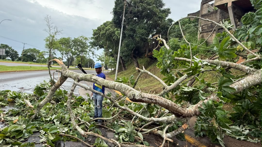 Alcaldía despliega respuesta inmediata tras caída de árboles por fuertes lluvias 8 arboles9