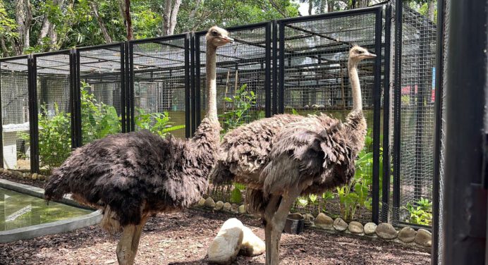 Parque zoológico La Guaricha recibió dos avestruces
