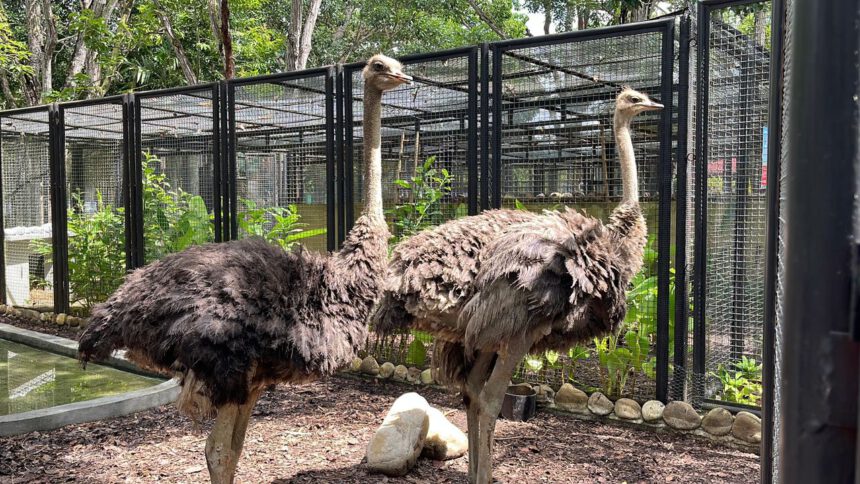 Parque zoológico La Guaricha recibió dos avestruces 1 avestruces