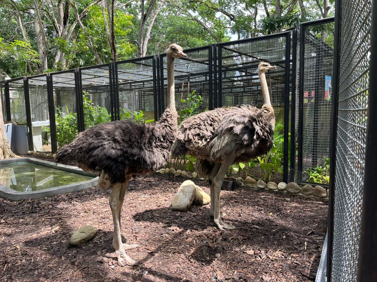 Parque zoológico La Guaricha recibió dos avestruces 2 avestruces1