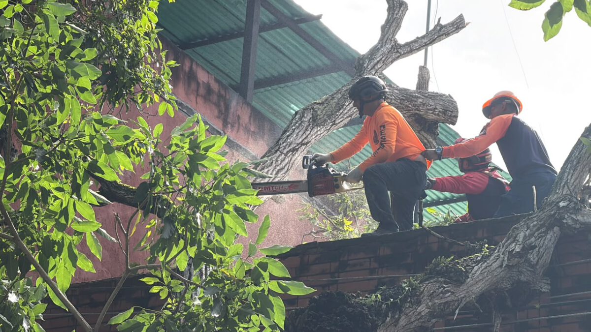 28 árboles caídos y 14 viviendas sin techo tras paso de Onda tropical 41 en Maturín 3 despliegue1