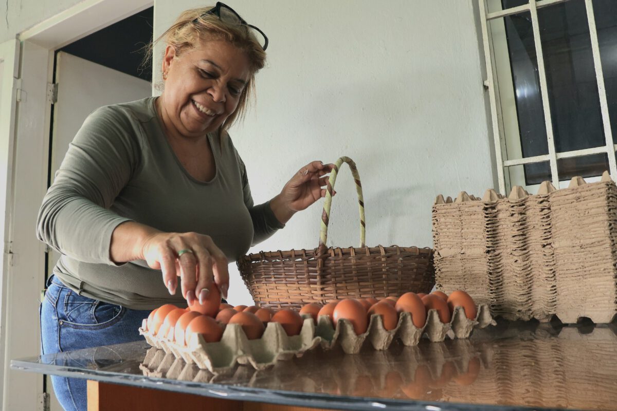 Raíces de Boquerón consolida la producción alimentaria en Maturín 4 huevos4
