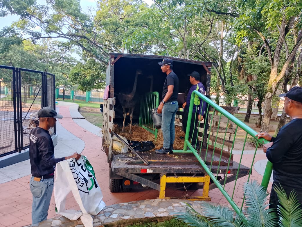 Parque zoológico La Guaricha recibió dos avestruces 3 llegada1