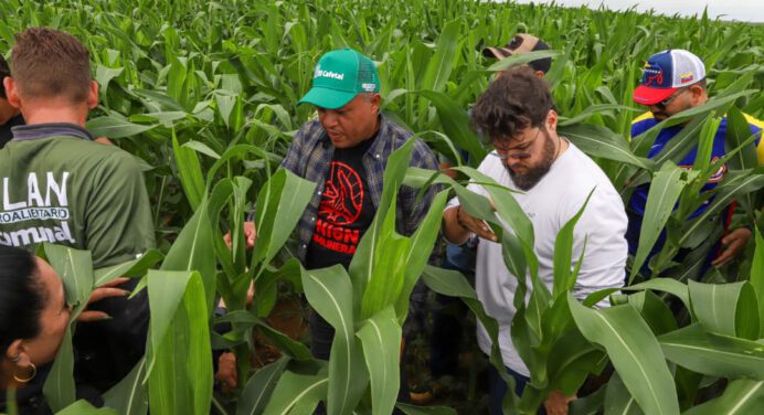 Avanza con éxito siembra de maíz amarillo y caraotas en Monagas