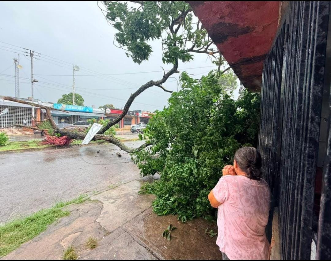 mujer mirando arbol