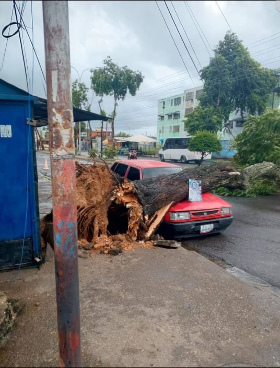 otro arbol otro carro