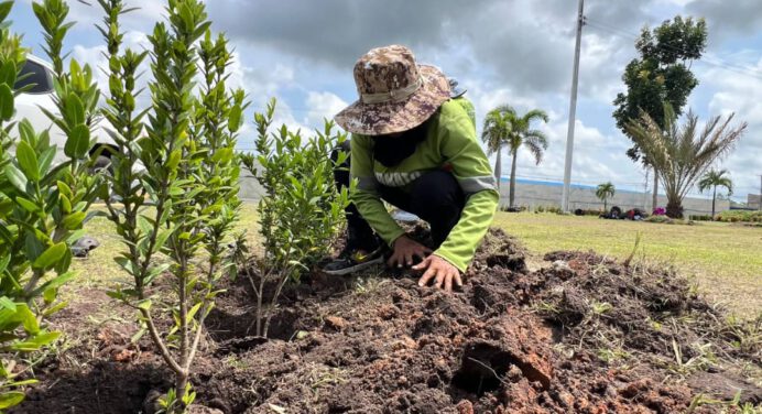 Alcaldía de Maturín transforma paisajismo en la redoma de Las Cocuizas