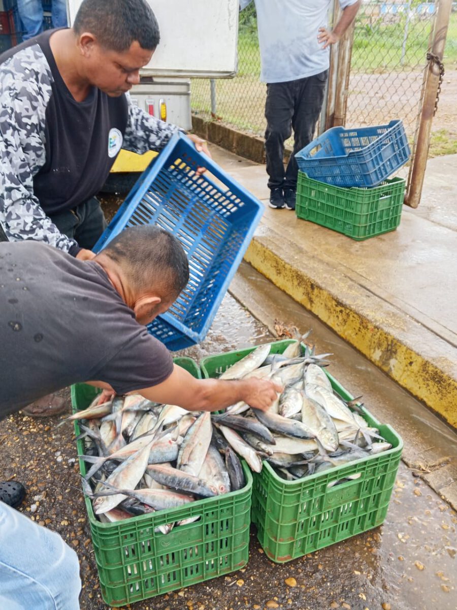 Primera Feria comunal del pescado recorrió 21 puntos en Monagas 3 pescado3