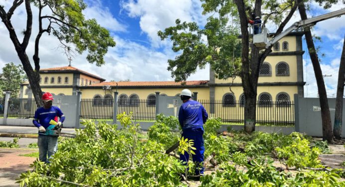 Ejecutan trabajos preventivos ante riesgo de caída de árboles en la Avenida Bolívar