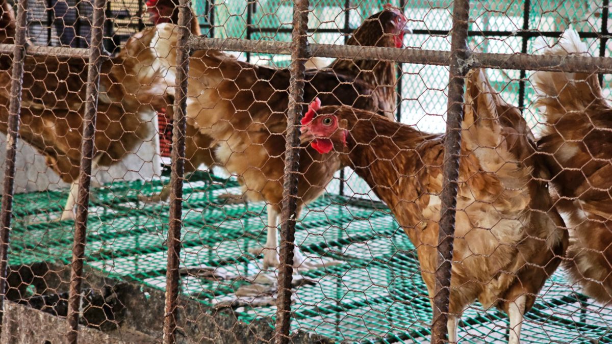 Raíces de Boquerón consolida la producción alimentaria en Maturín 5 pollos