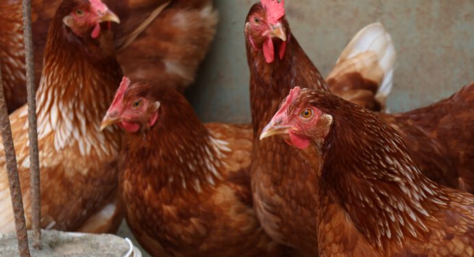 Raíces de Boquerón consolida la producción alimentaria en Maturín