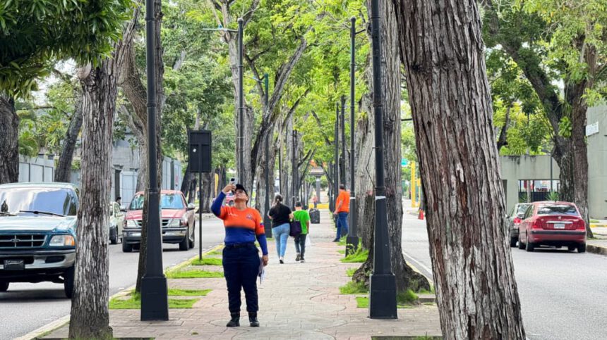 PCAD Maturín inspecciona árboles para prevenir riesgos por ondas tropicales 1 ¨PCAD